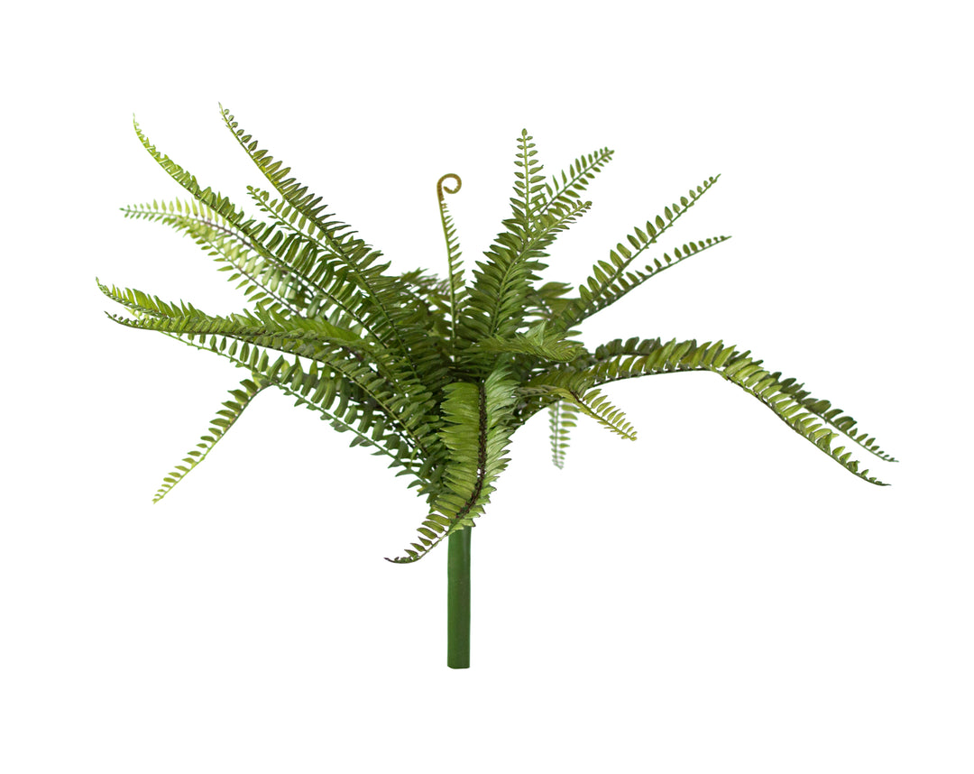 Boston Fern Bush