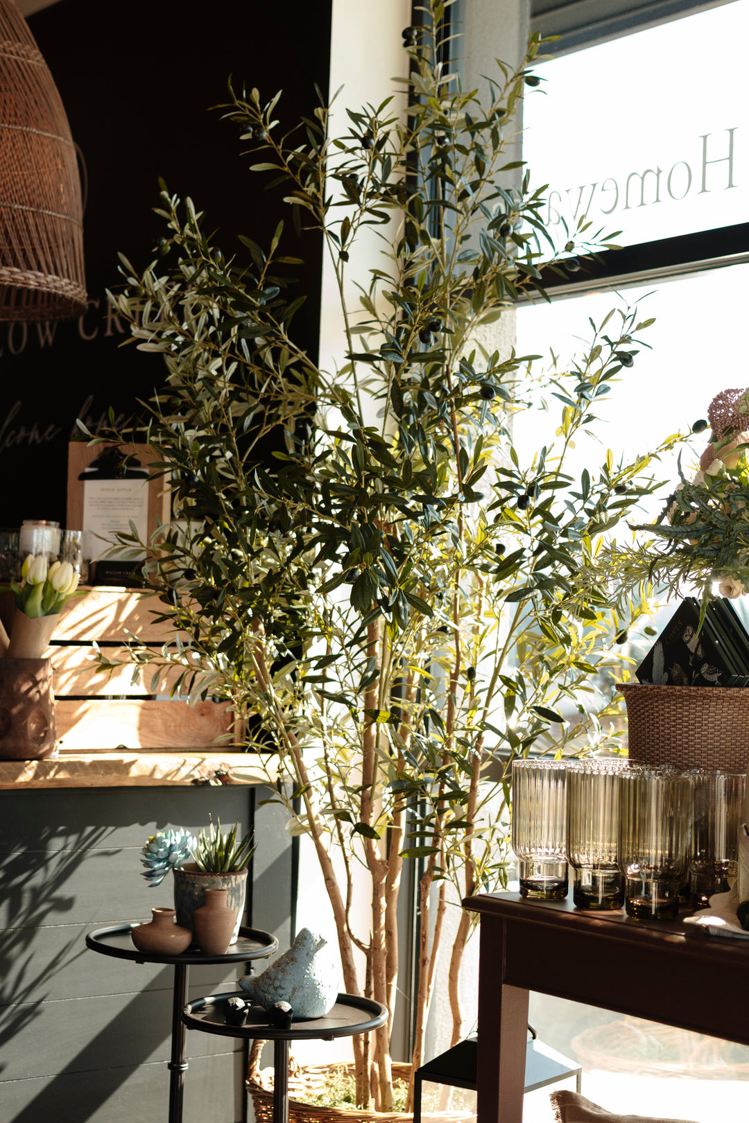 Mediterranean Olive Tree • 5'H