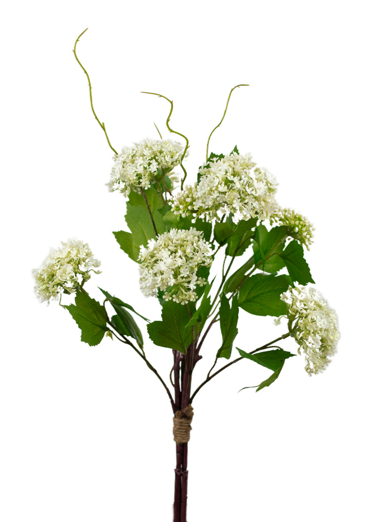 Snowball Viburnum Bundle