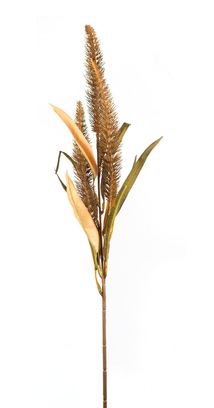 Foxtail Stem