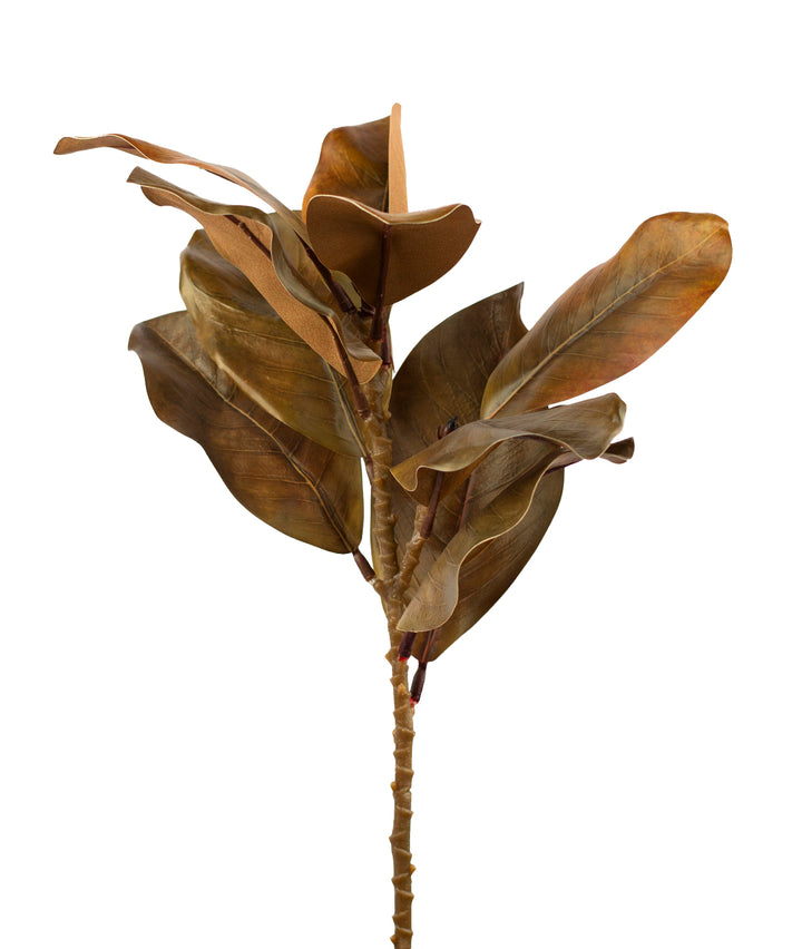 Magnolia Leaf Stem