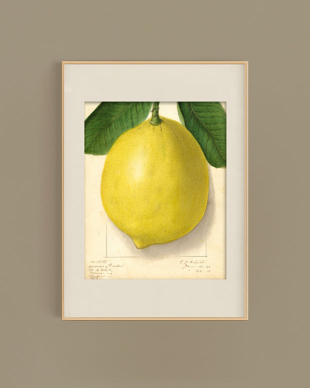 Vintage Lemon Art Print