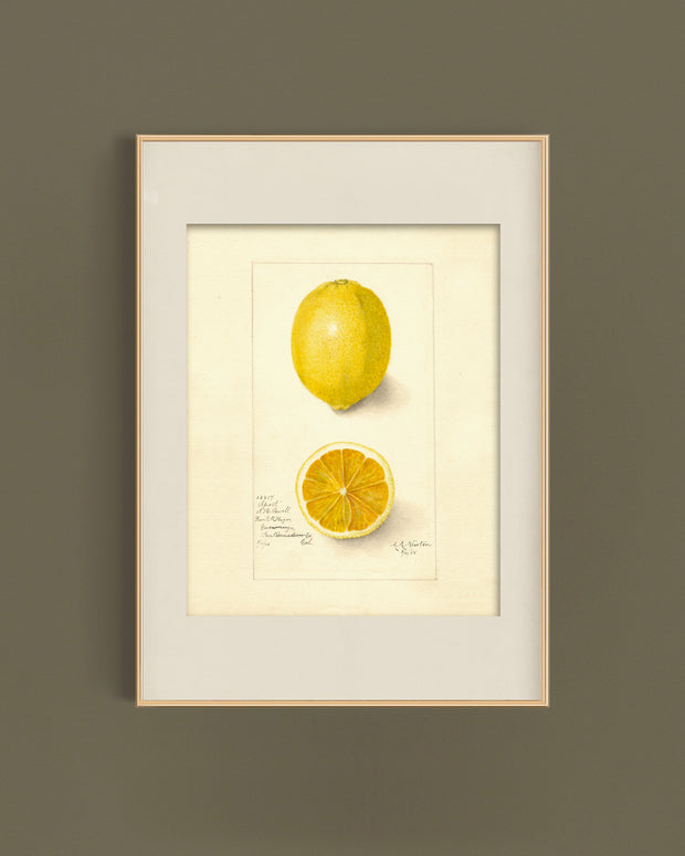 Vintage Lemon Study Art Print