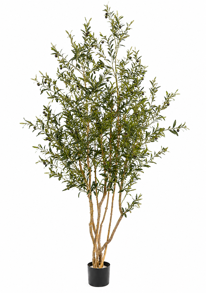 Mediterranean Olive Tree • 5'H