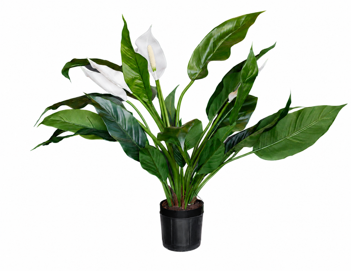Peace Lily Potted Bush