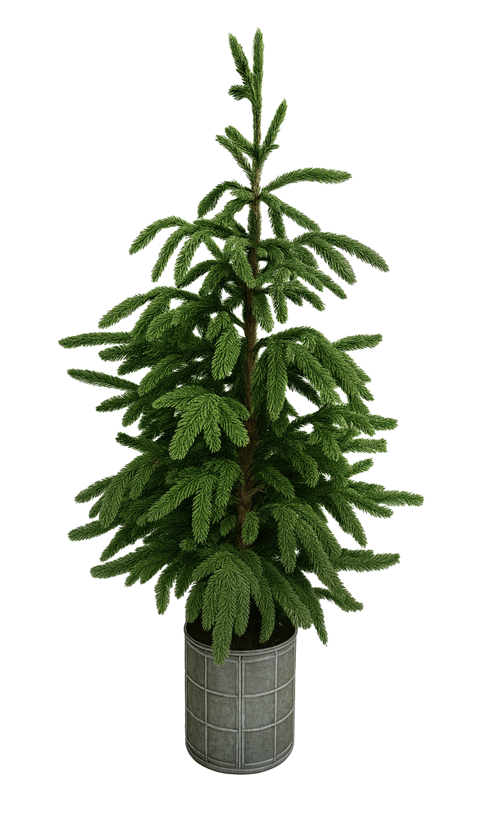 5 Foot Highland Spruce Tree