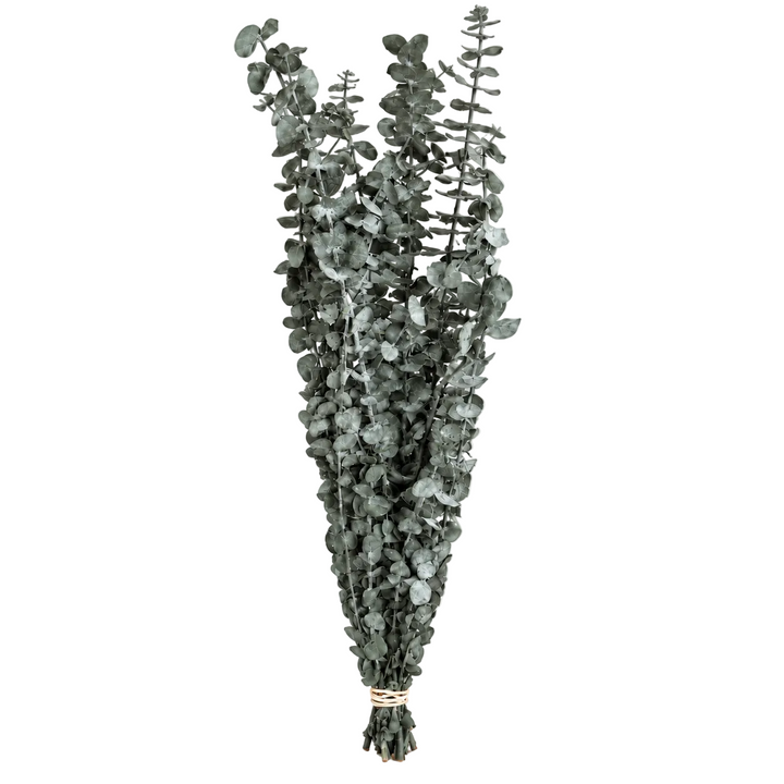 Preserved Eucalyptus Bundle