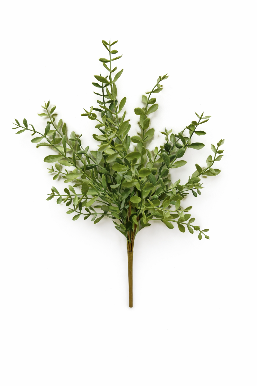 Green Tea Leaf Branch Stem