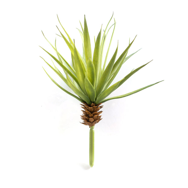 Pineapple Succulent