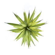 Pineapple Succulent