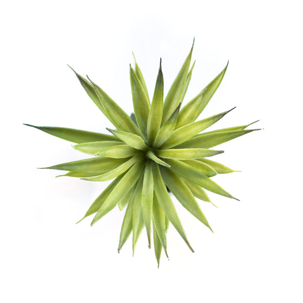 Pineapple Succulent