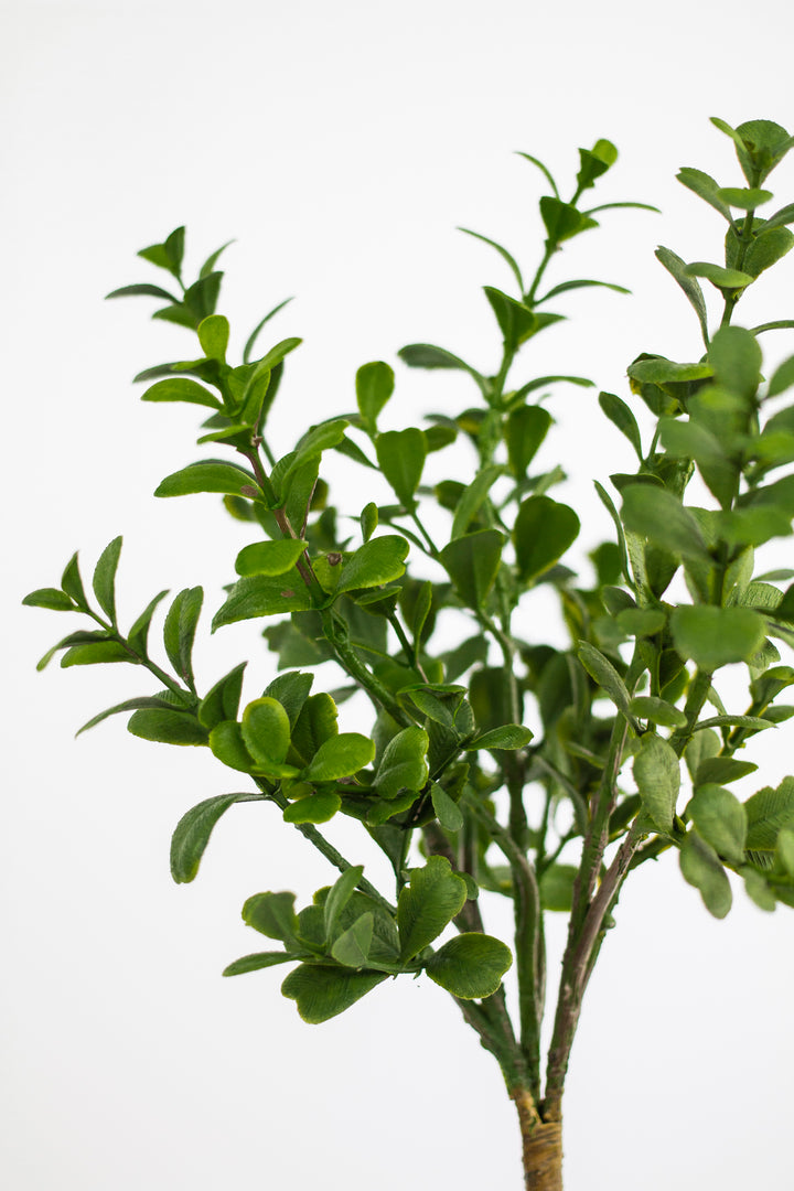 Boxwood Pick