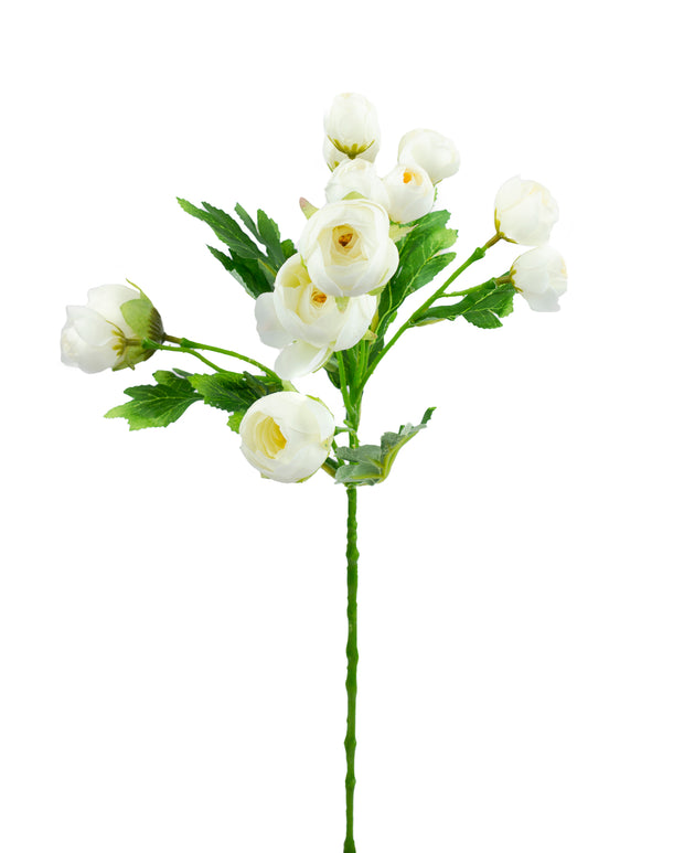 Cream Mixed Ranunculus Bundle