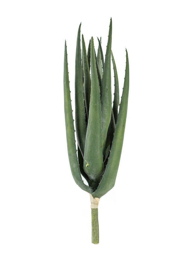 16" Aloe Plant