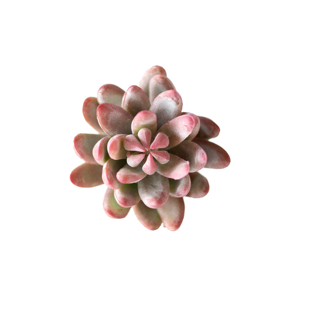 Pink Senecio Succulent Pick
