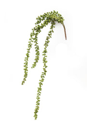 String of Pearls Cascading Succulent