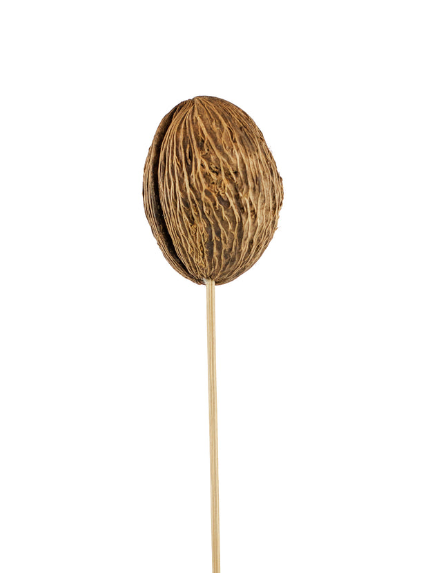 Dried Mintolla Ball
