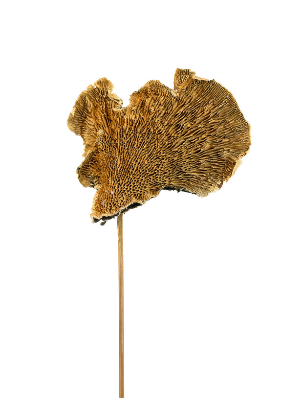 Sponge Mushroom Pick